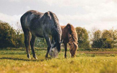 Pferde mit Stoffwechselerkrankung – gesundheitsunterstützendes Weidemanagement