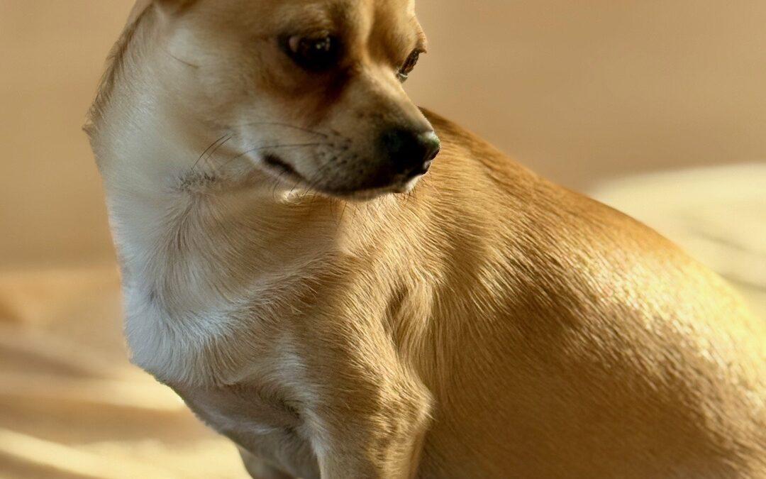 Wenn Futter krank macht – Unverträglichkeiten und Allergien bei Hund, Katze und Pferd